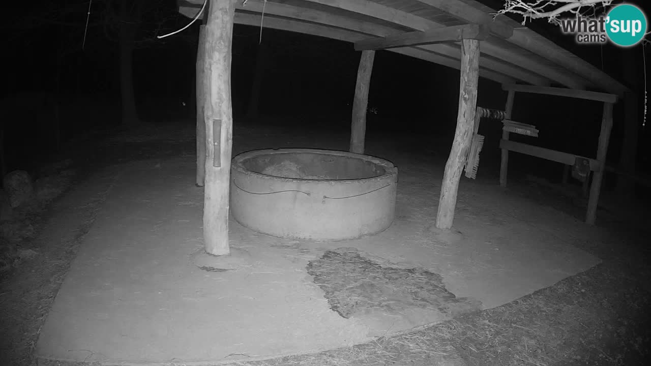 Camera en vivo Cebras in Ljubljana ZOO – Eslovenia