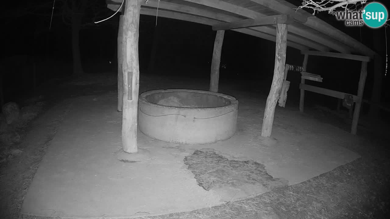 Zebre v živo v živalskem vrtu Ljubljana ZOO spletne kamere