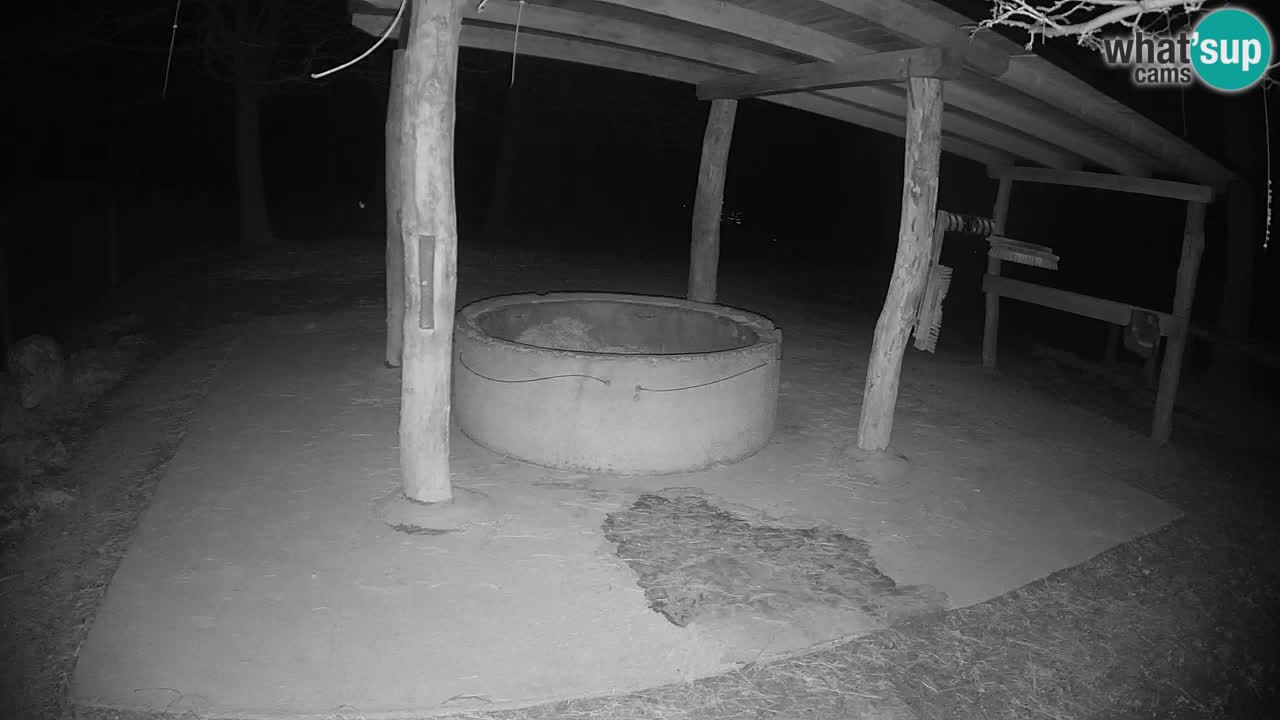 Live webcam Les zèbres in Ljubljana ZOO – Slovénie