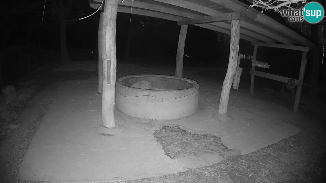 Live webcam Les zèbres in Ljubljana ZOO – Slovénie