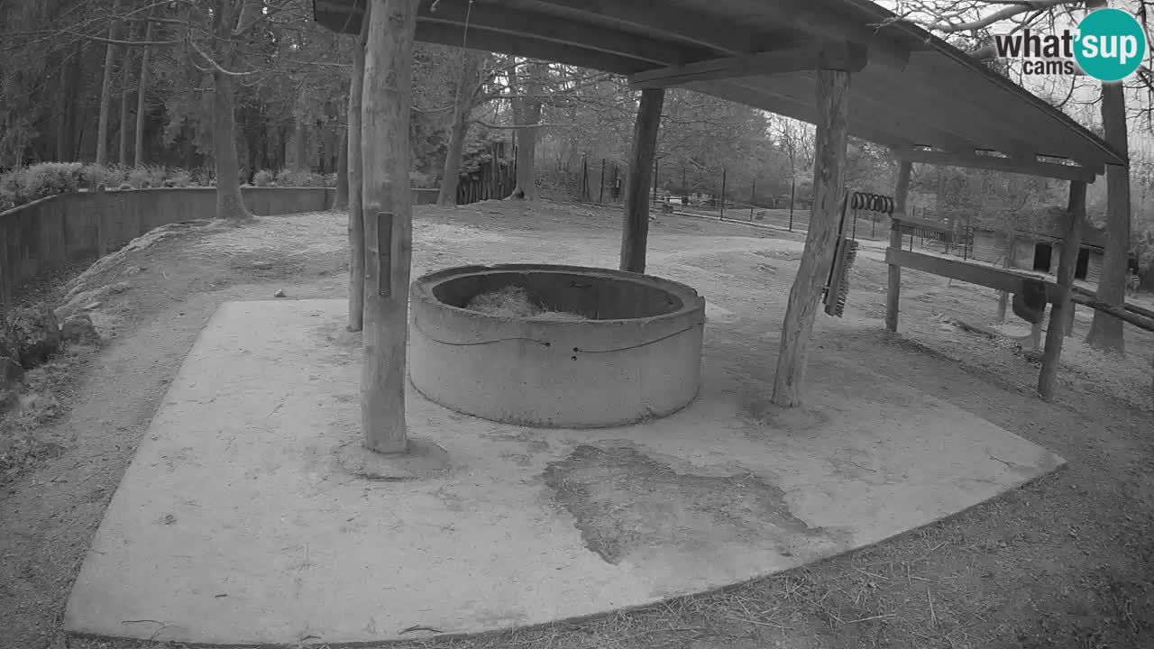 Web kamera uživo Zebras u ZOO Ljubljana – Slovenija