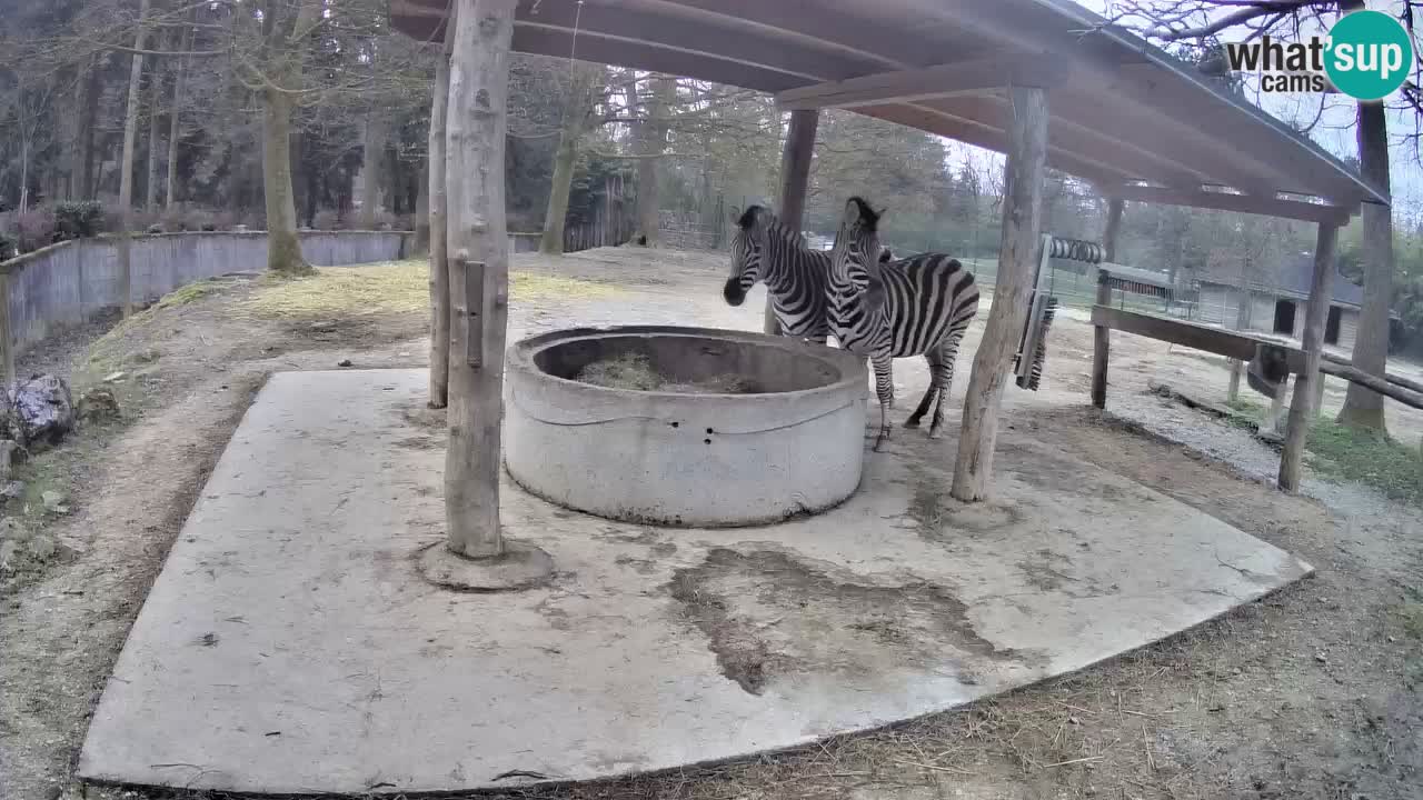Camera en vivo Cebras in Ljubljana ZOO – Eslovenia