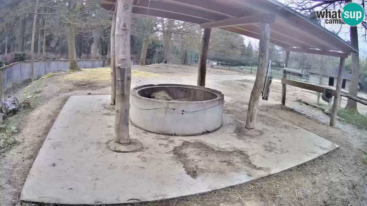 Live Webcam Zebras in Ljubljana ZOO – Slowenien