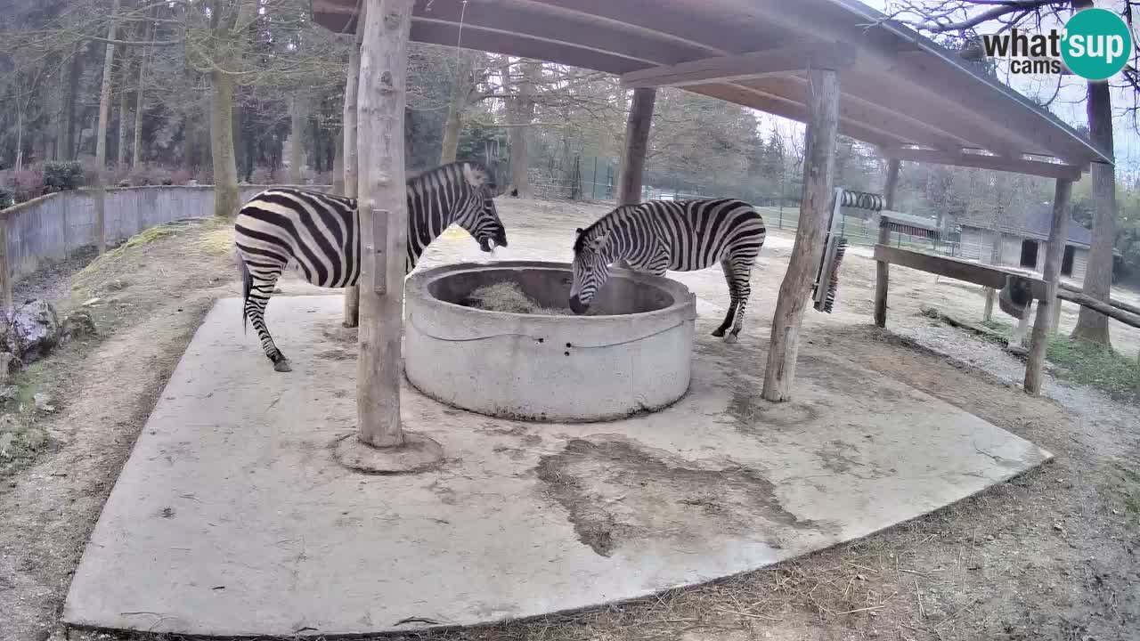 Live webcam Les zèbres in Ljubljana ZOO – Slovénie