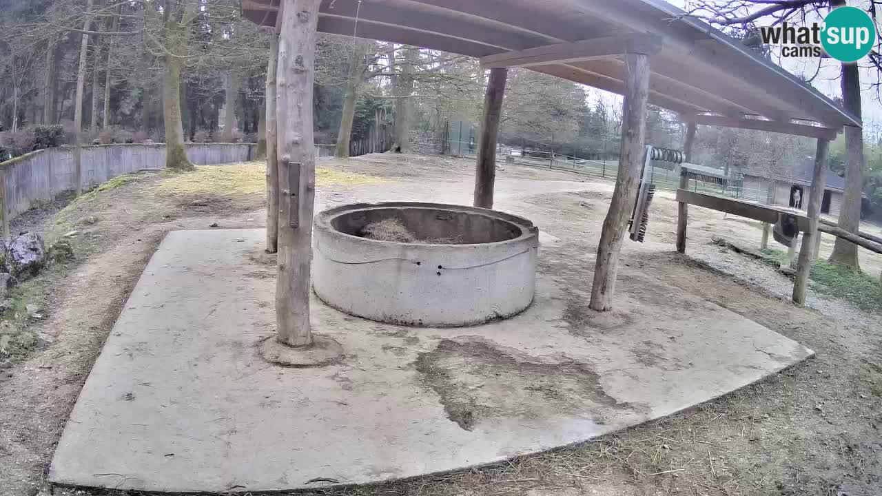 Live Webcam Zebras in Ljubljana ZOO – Slowenien