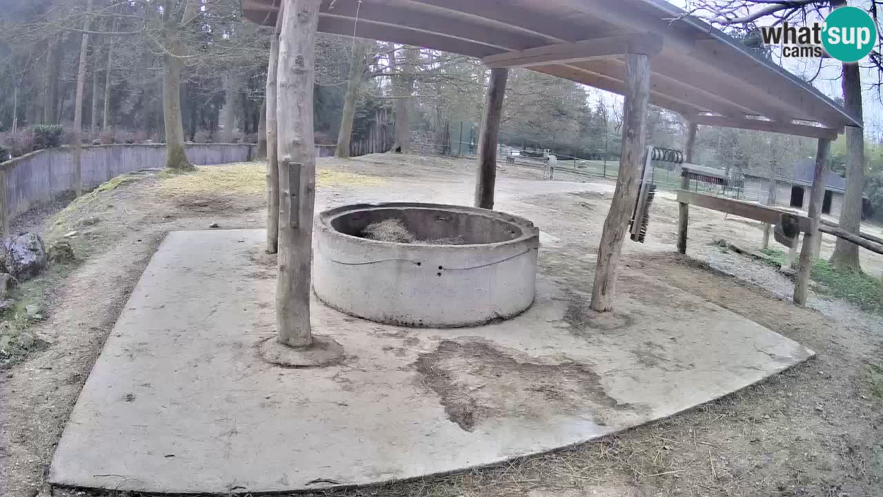 Camera en vivo Cebras in Ljubljana ZOO – Eslovenia