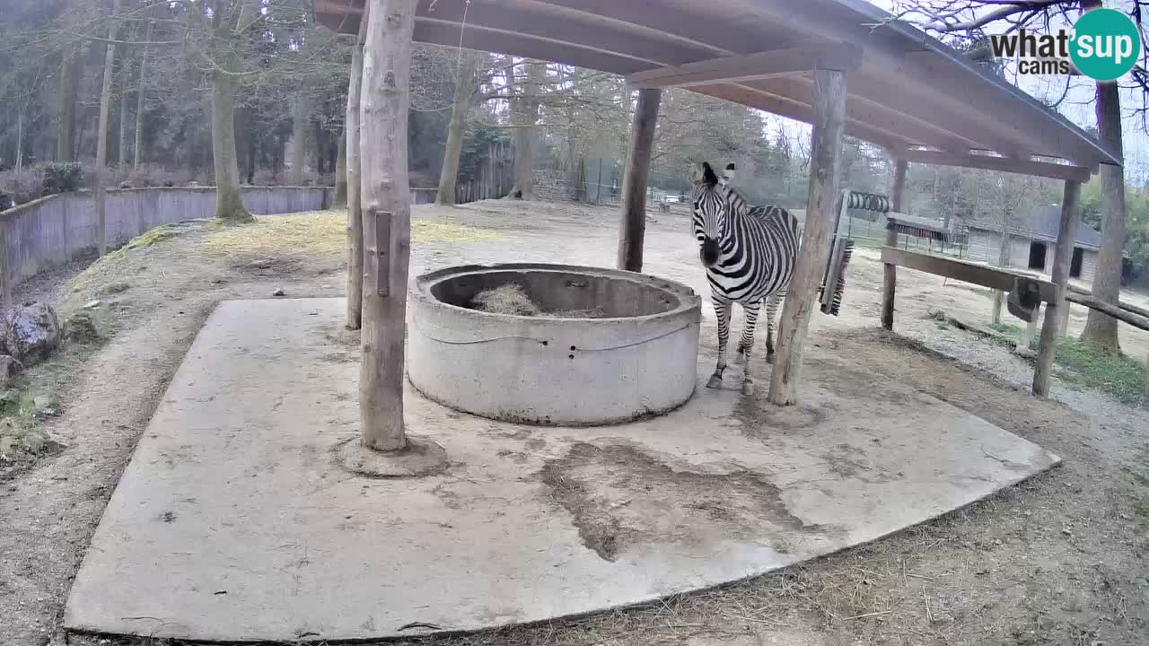 Live webcam Zebras in Ljubljana ZOO – Slovenia