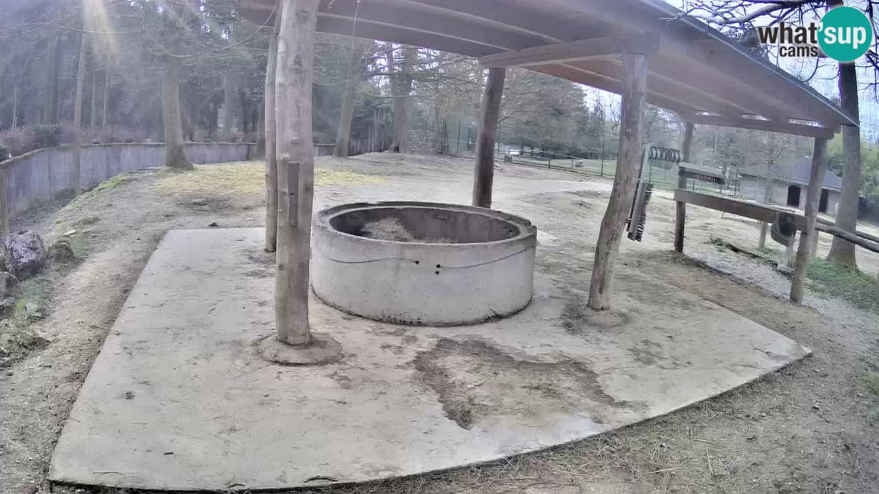 Web kamera uživo Zebras u ZOO Ljubljana – Slovenija