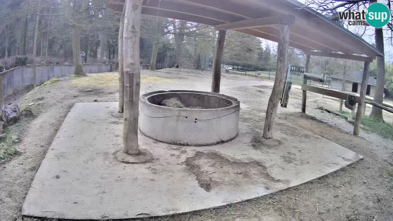 Camera en vivo Cebras in Ljubljana ZOO – Eslovenia