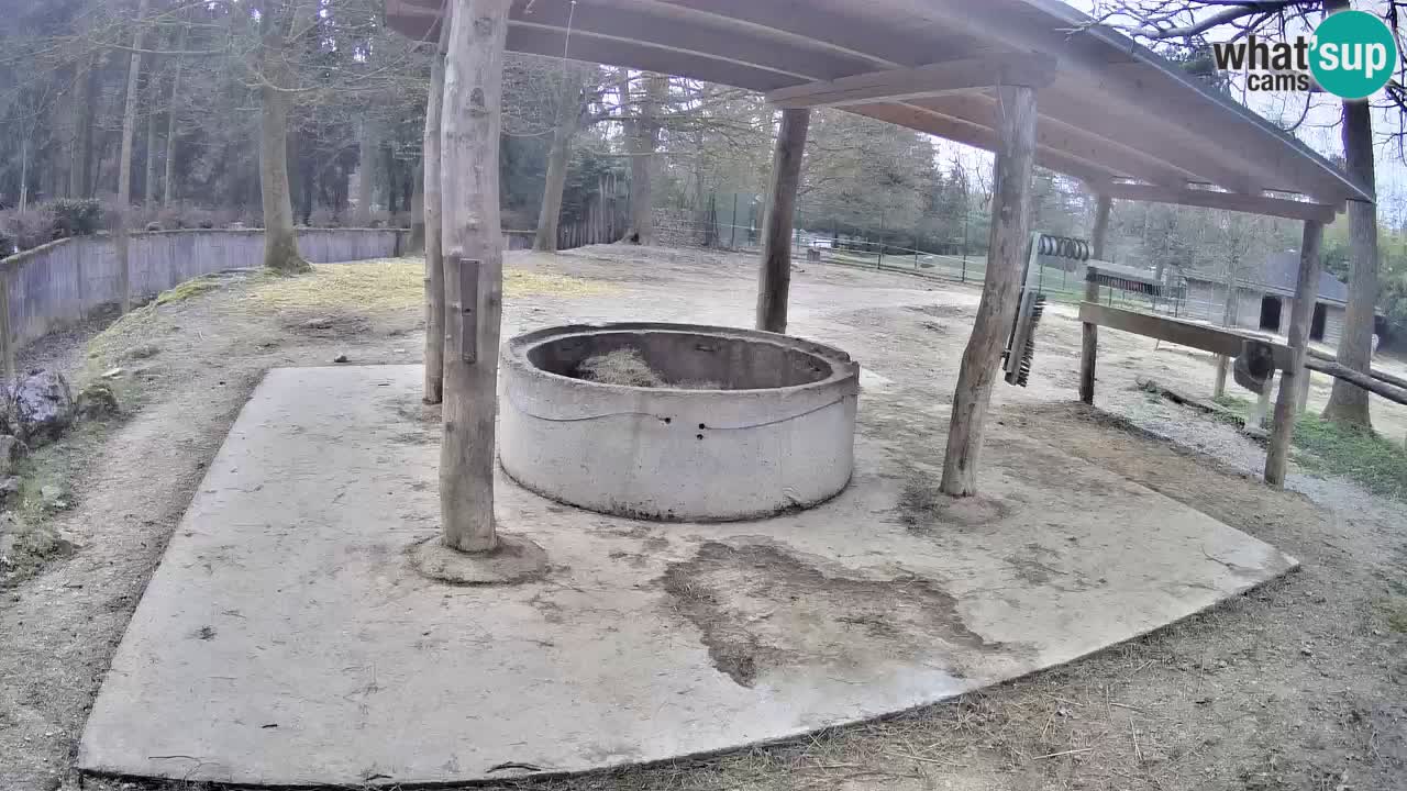 Zebre v živo v živalskem vrtu Ljubljana ZOO spletne kamere