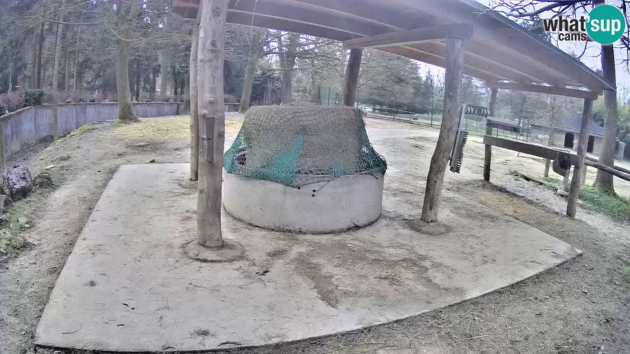 Web kamera uživo Zebras u ZOO Ljubljana – Slovenija