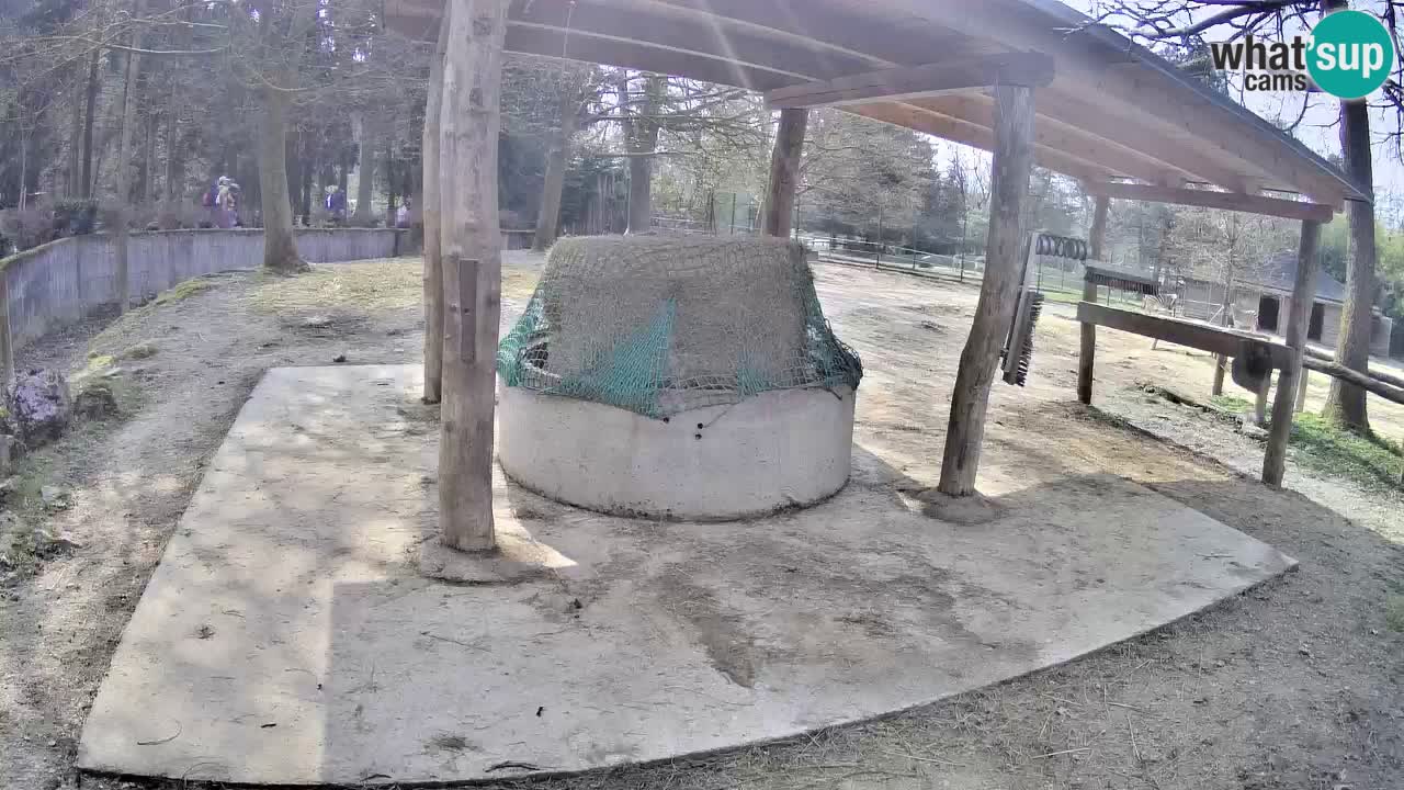 Le Zebre nello ZOO di Ljubljana – Slovenia Live webcam