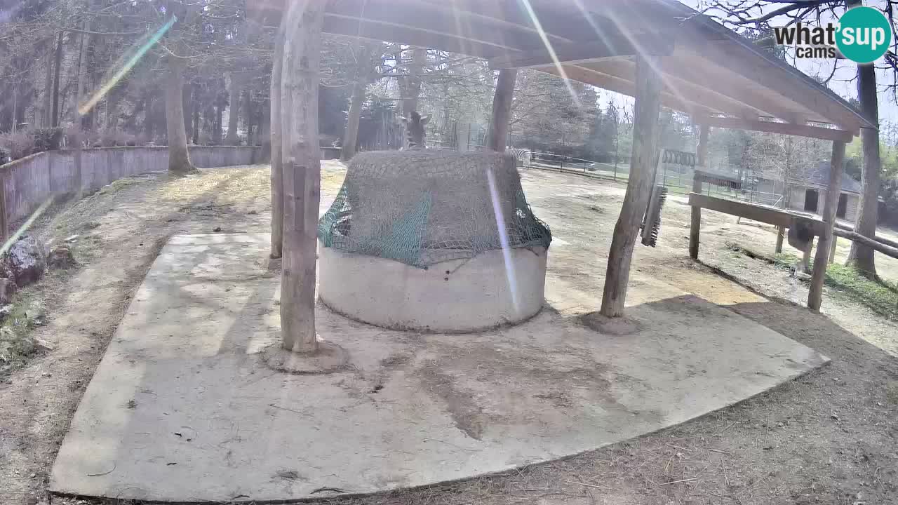 Live webcam Zebras in Ljubljana ZOO – Slovenia