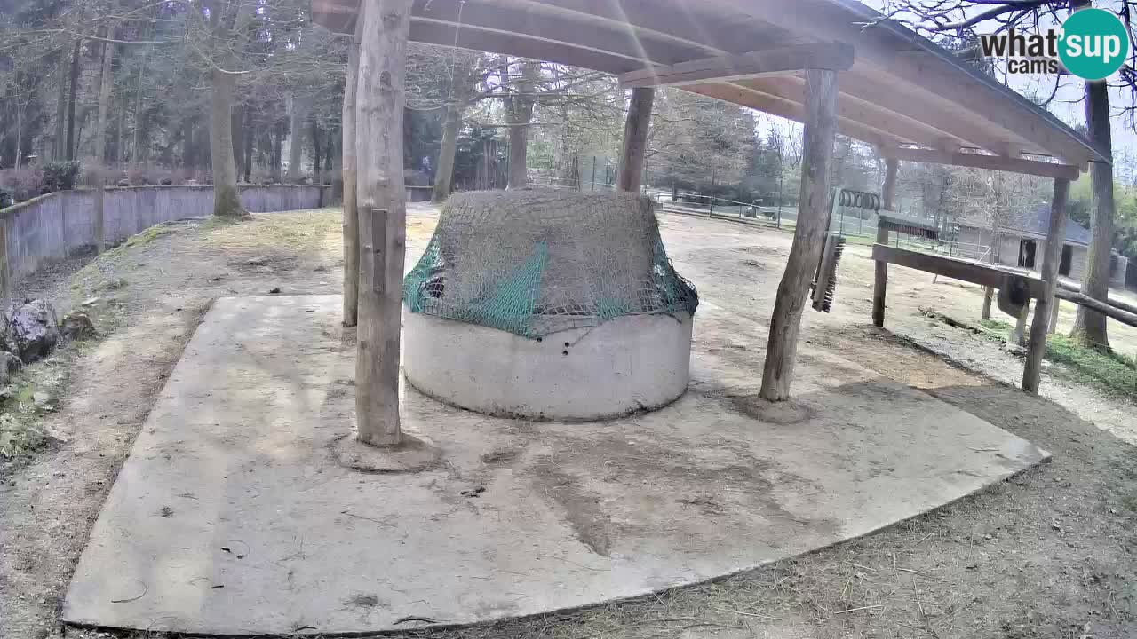 Camera en vivo Cebras in Ljubljana ZOO – Eslovenia