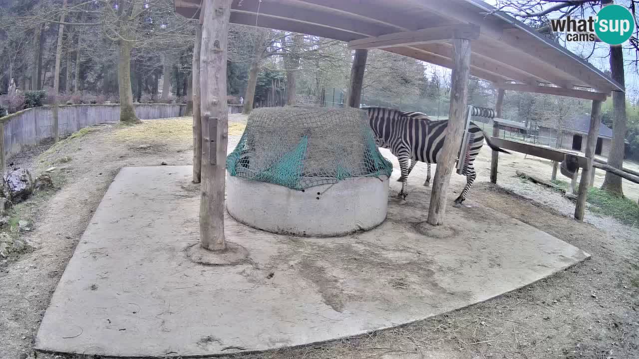 Le Zebre nello ZOO di Ljubljana – Slovenia Live webcam