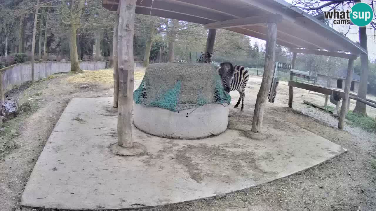 Live webcam Zebras in Ljubljana ZOO – Slovenia
