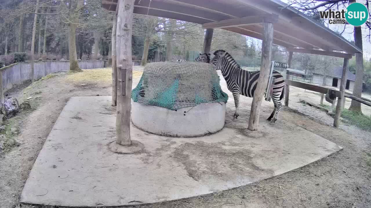Le Zebre nello ZOO di Ljubljana – Slovenia Live webcam