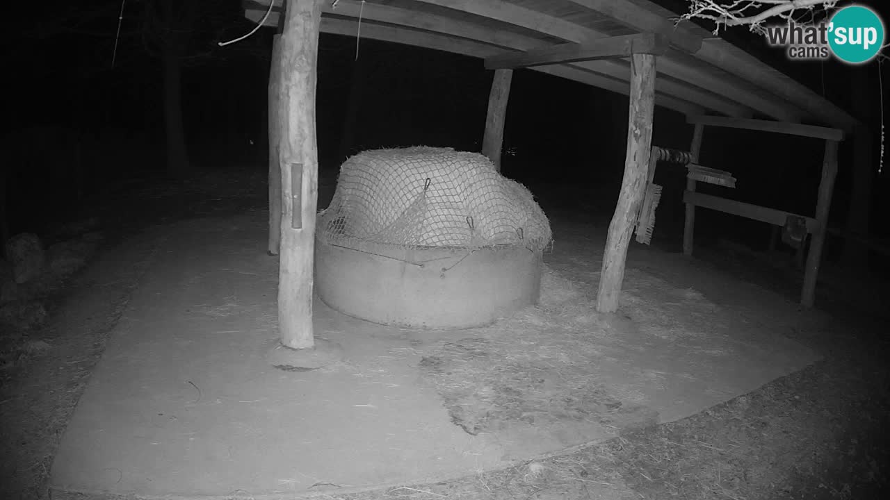 Zebre v živo v živalskem vrtu Ljubljana ZOO spletne kamere