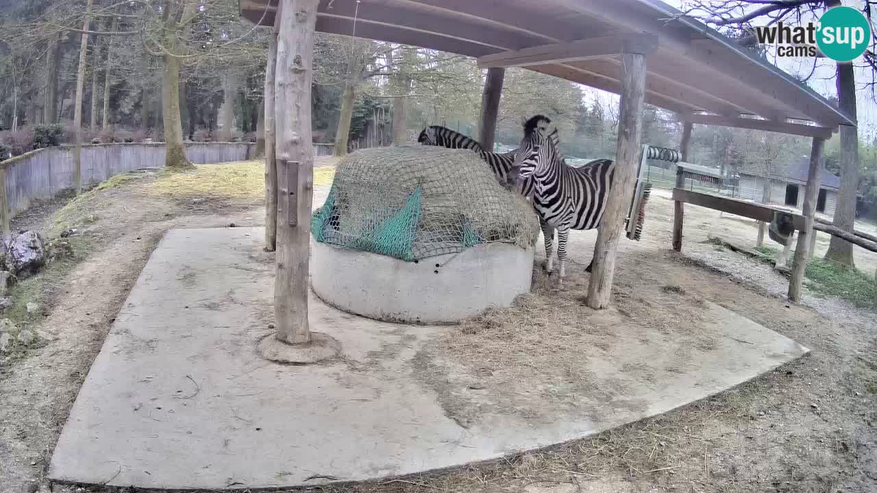 Zebre v živo v živalskem vrtu Ljubljana ZOO spletne kamere
