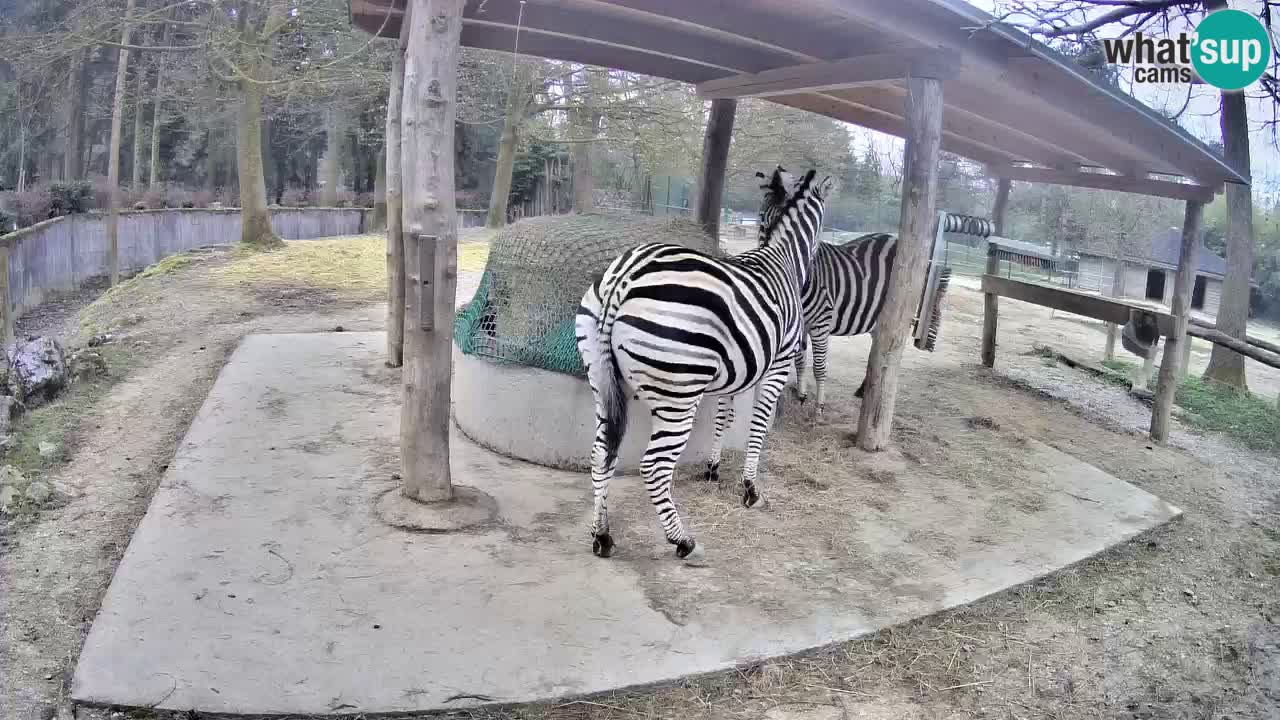 Zebre v živo v živalskem vrtu Ljubljana ZOO spletne kamere