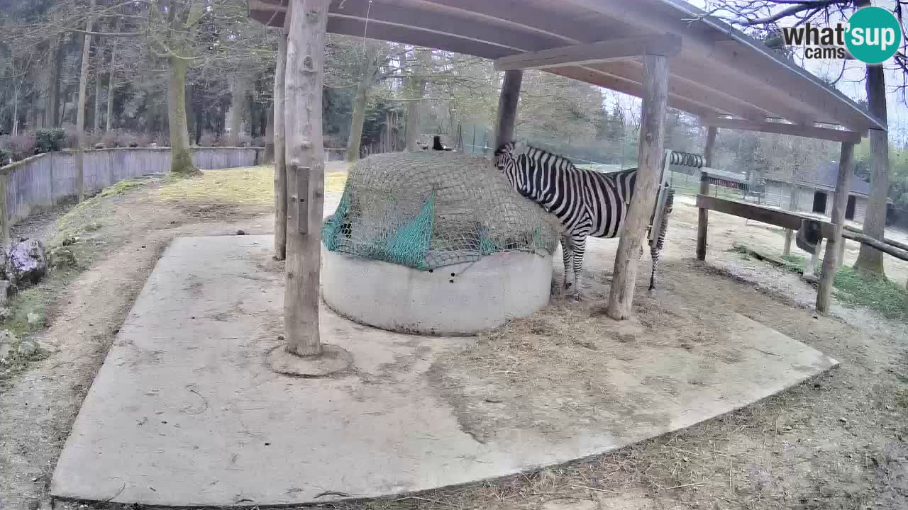 Zebre v živo v živalskem vrtu Ljubljana ZOO spletne kamere