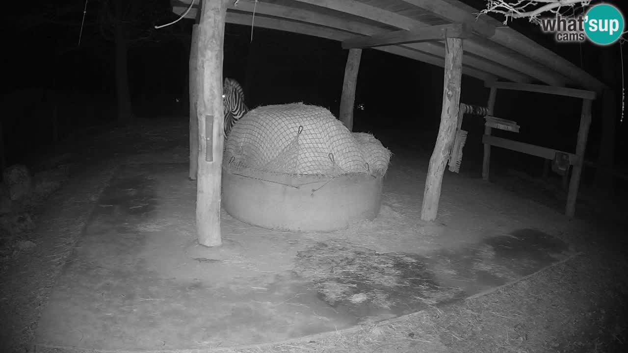 Live webcam Zebras in Ljubljana ZOO – Slovenia