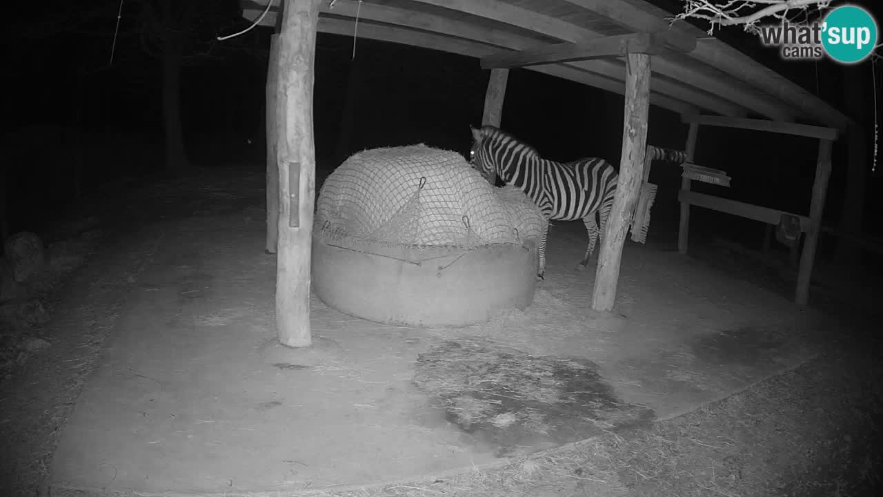 Live webcam Zebras in Ljubljana ZOO – Slovenia