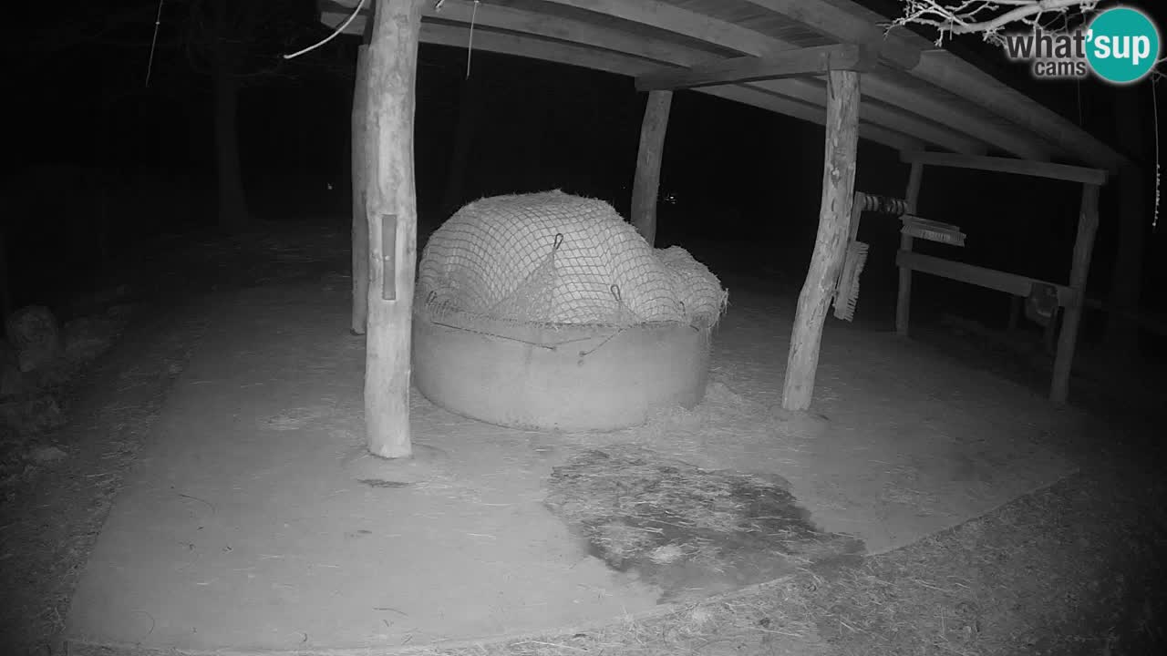 Live webcam Zebras in Ljubljana ZOO – Slovenia