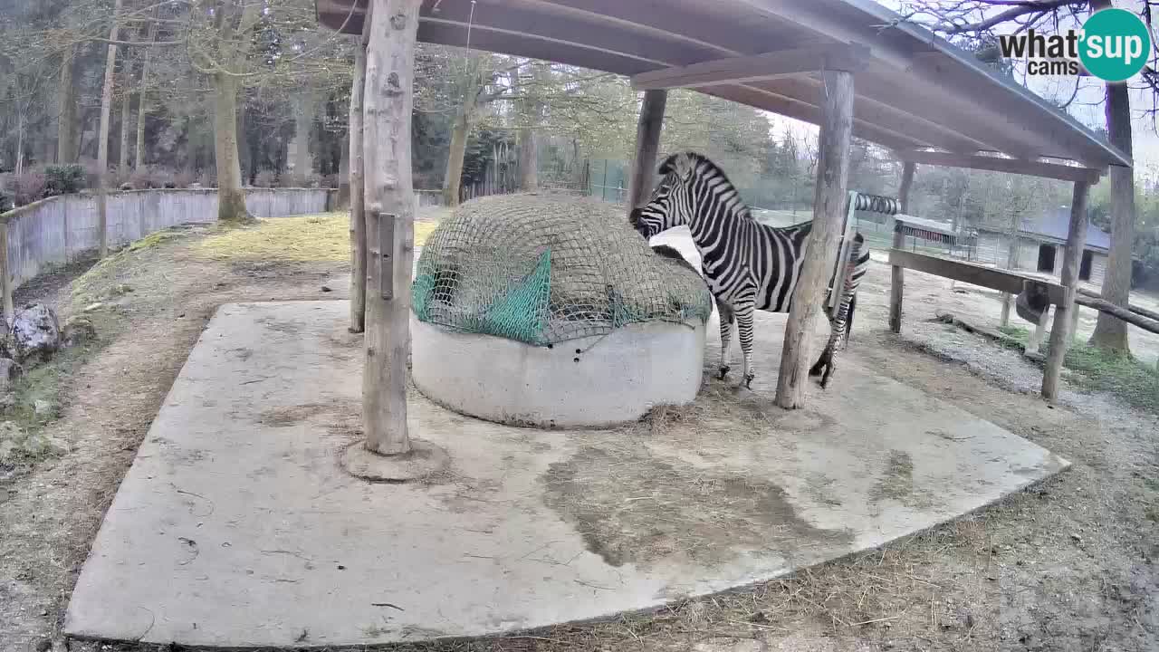 Live webcam Zebras in Ljubljana ZOO – Slovenia