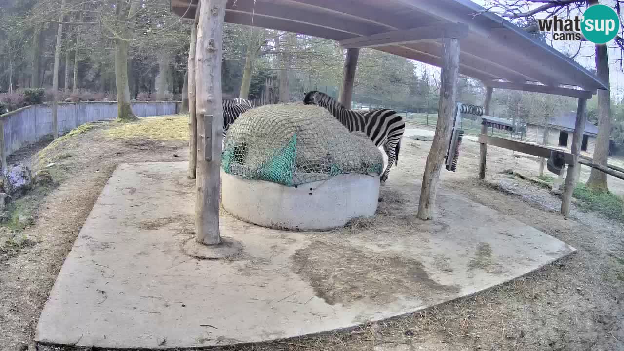 Live Webcam Zebras in Ljubljana ZOO – Slowenien
