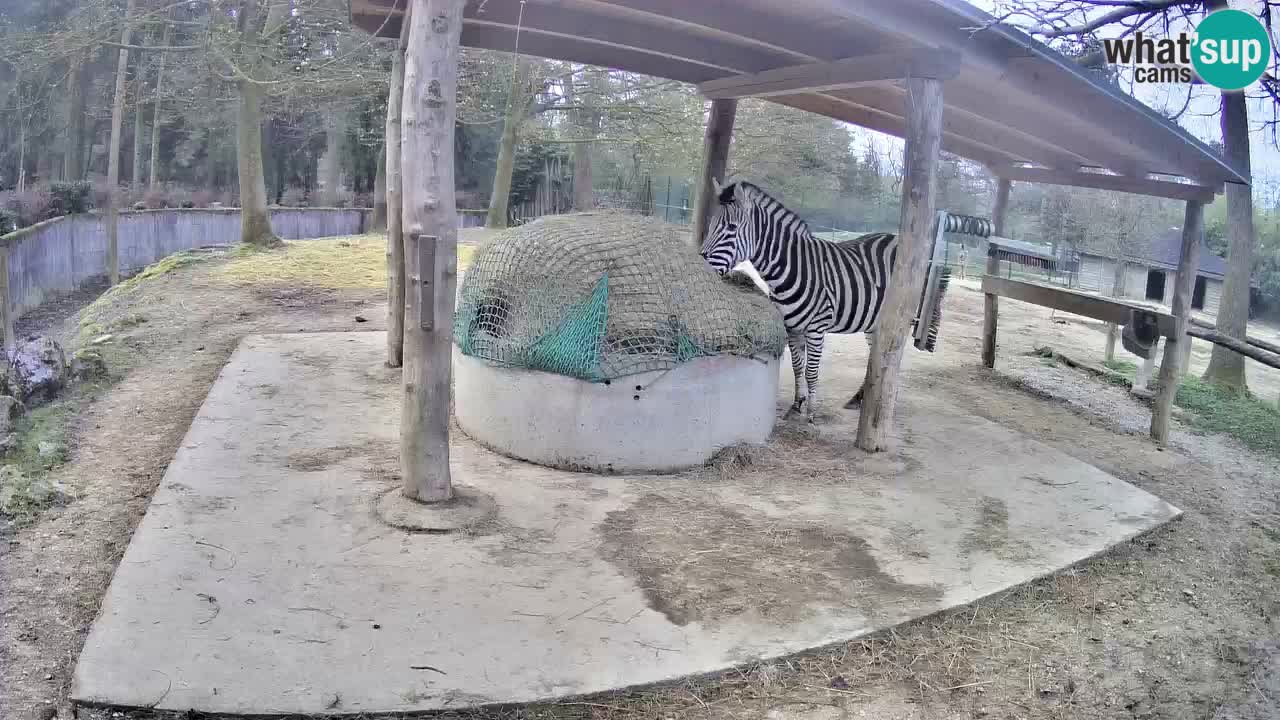 Live webcam Zebras in Ljubljana ZOO – Slovenia