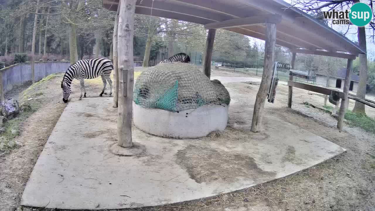 Live webcam Les zèbres in Ljubljana ZOO – Slovénie