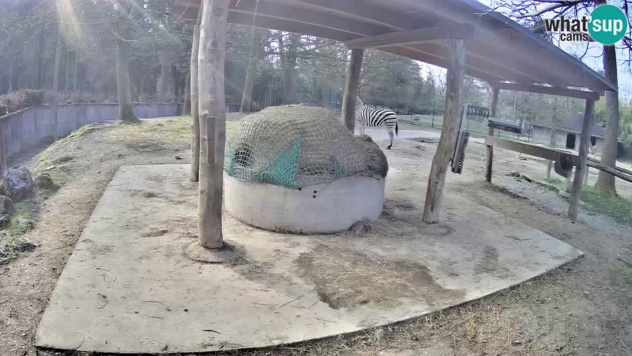 Live Webcam Zebras in Ljubljana ZOO – Slowenien