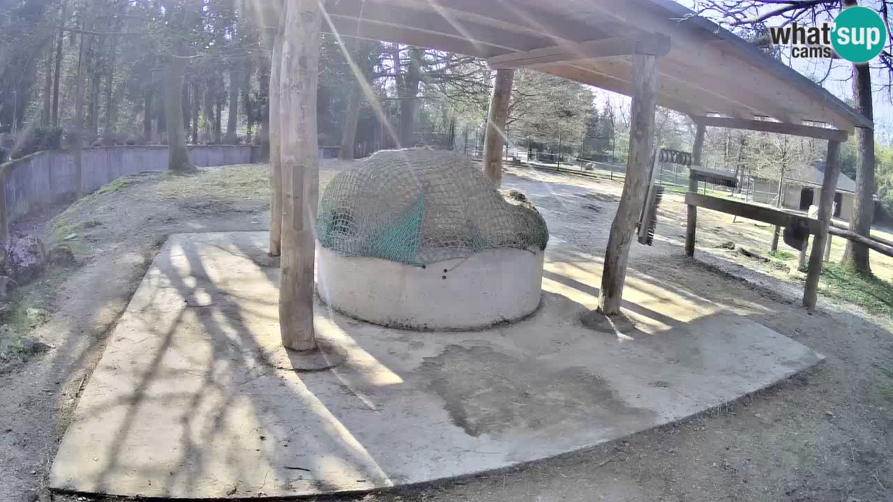 Zebre v živo v živalskem vrtu Ljubljana ZOO spletne kamere