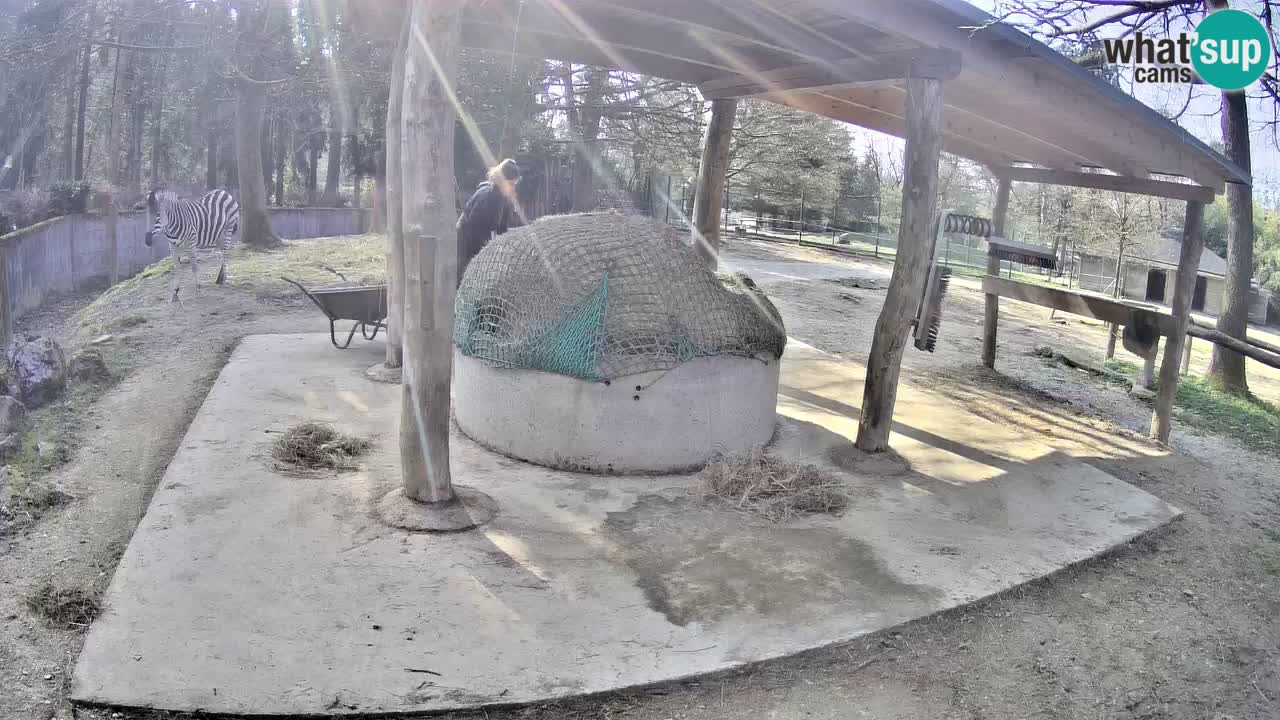 Live webcam Les zèbres in Ljubljana ZOO – Slovénie