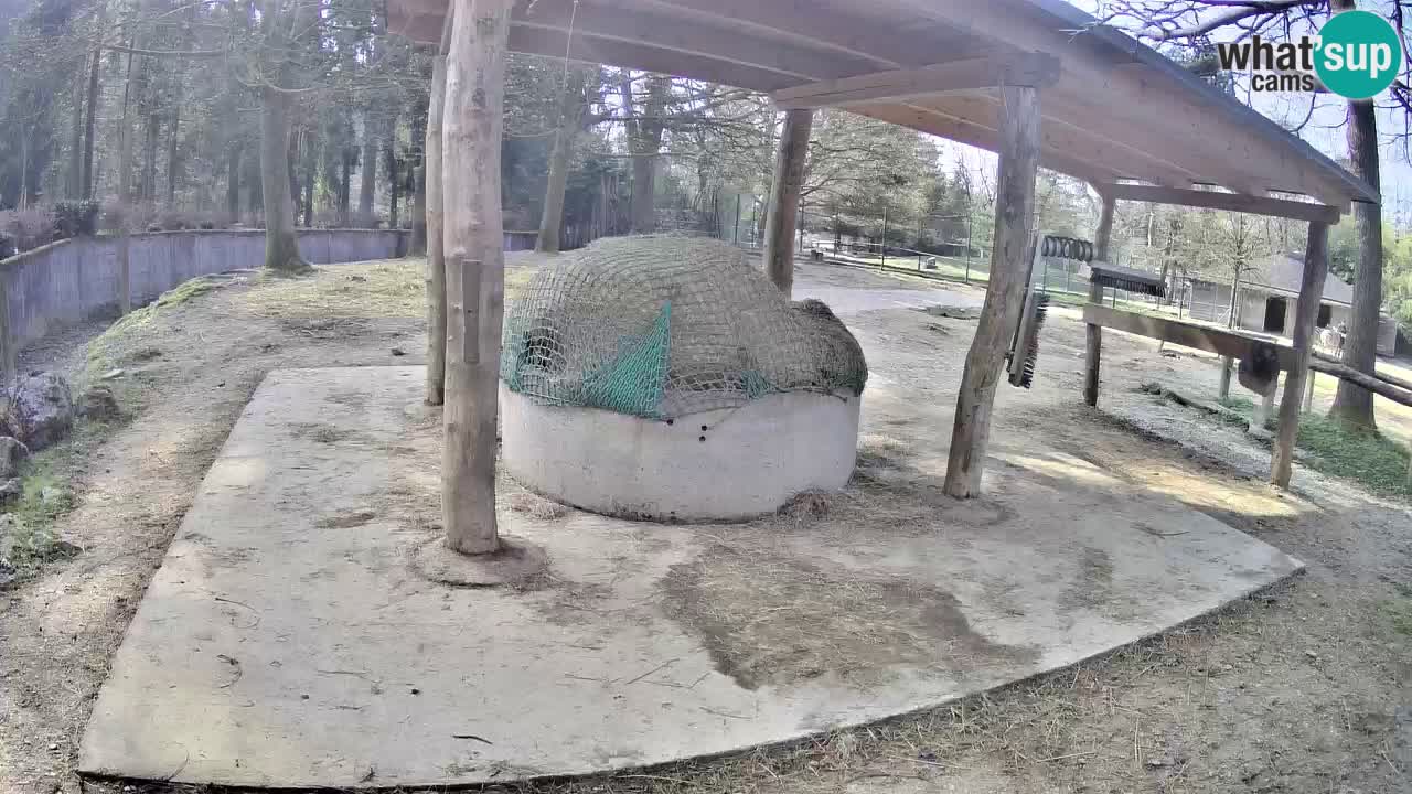 Live webcam Zebras in Ljubljana ZOO – Slovenia