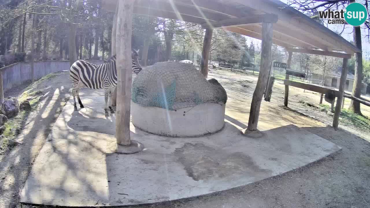 Live webcam Les zèbres in Ljubljana ZOO – Slovénie