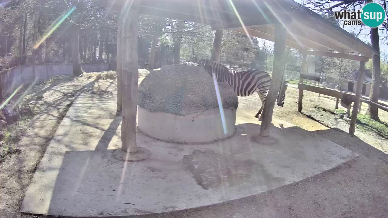Live webcam Les zèbres in Ljubljana ZOO – Slovénie