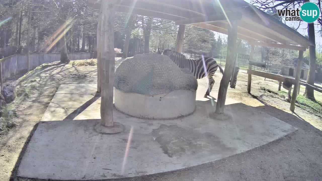 Camera en vivo Cebras in Ljubljana ZOO – Eslovenia