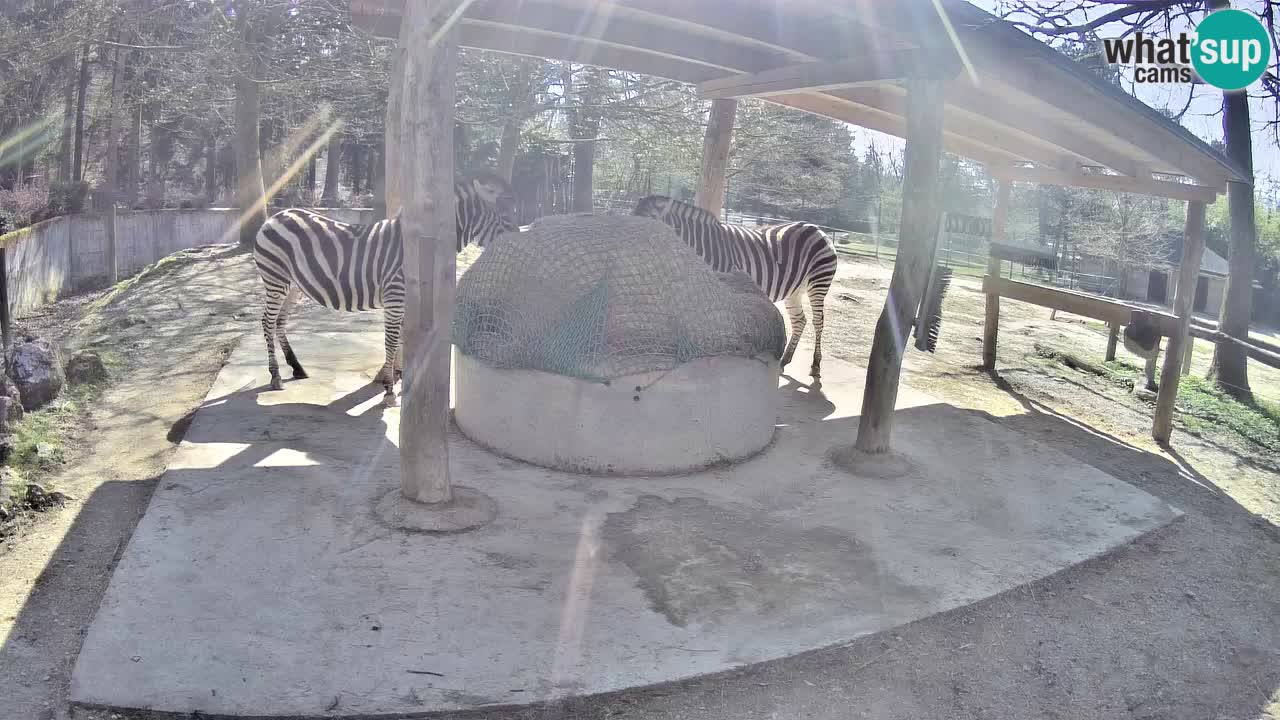 Zebre v živo v živalskem vrtu Ljubljana ZOO spletne kamere