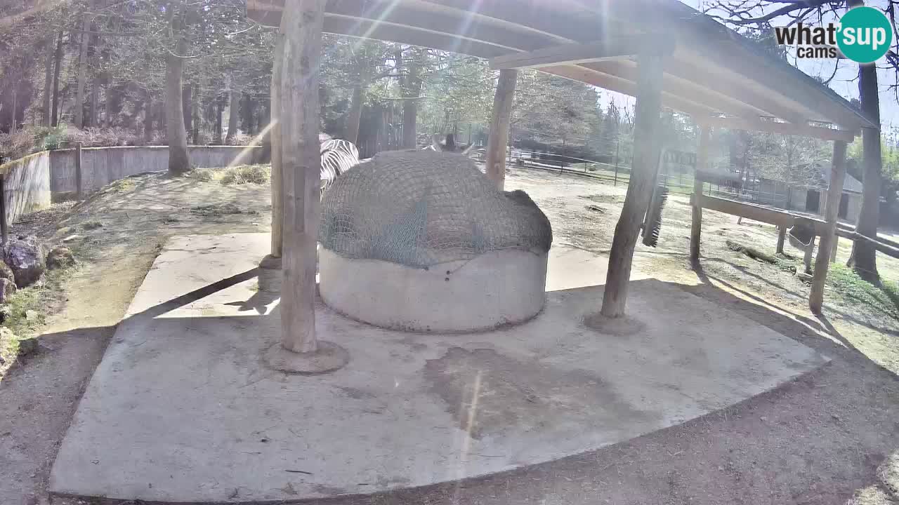 Camera en vivo Cebras in Ljubljana ZOO – Eslovenia