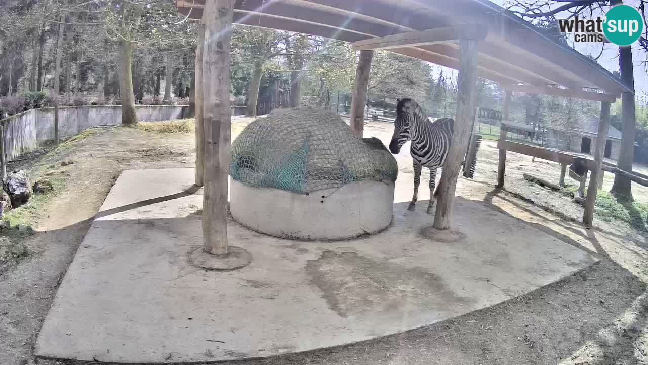 Live webcam Les zèbres in Ljubljana ZOO – Slovénie