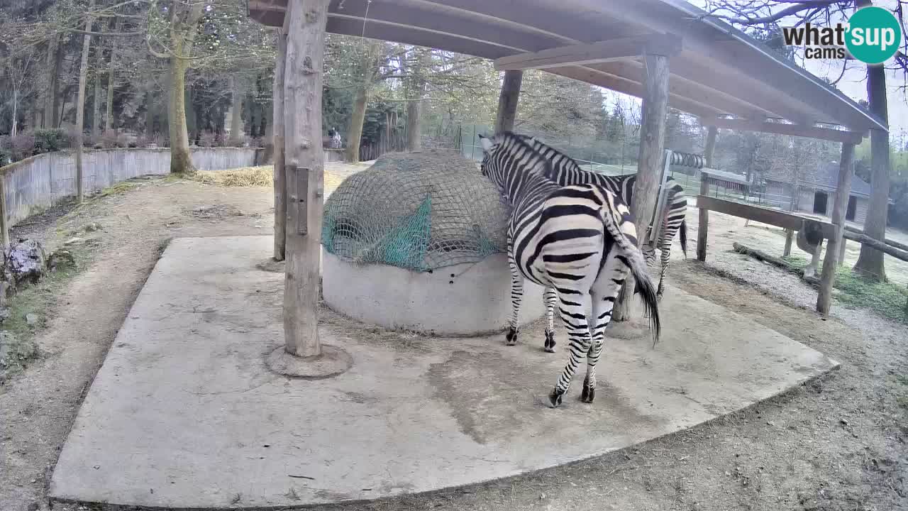 Zebre v živo v živalskem vrtu Ljubljana ZOO spletne kamere