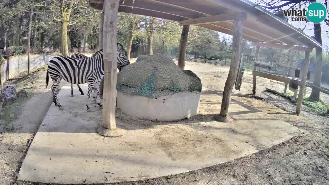 Web kamera uživo Zebras u ZOO Ljubljana – Slovenija