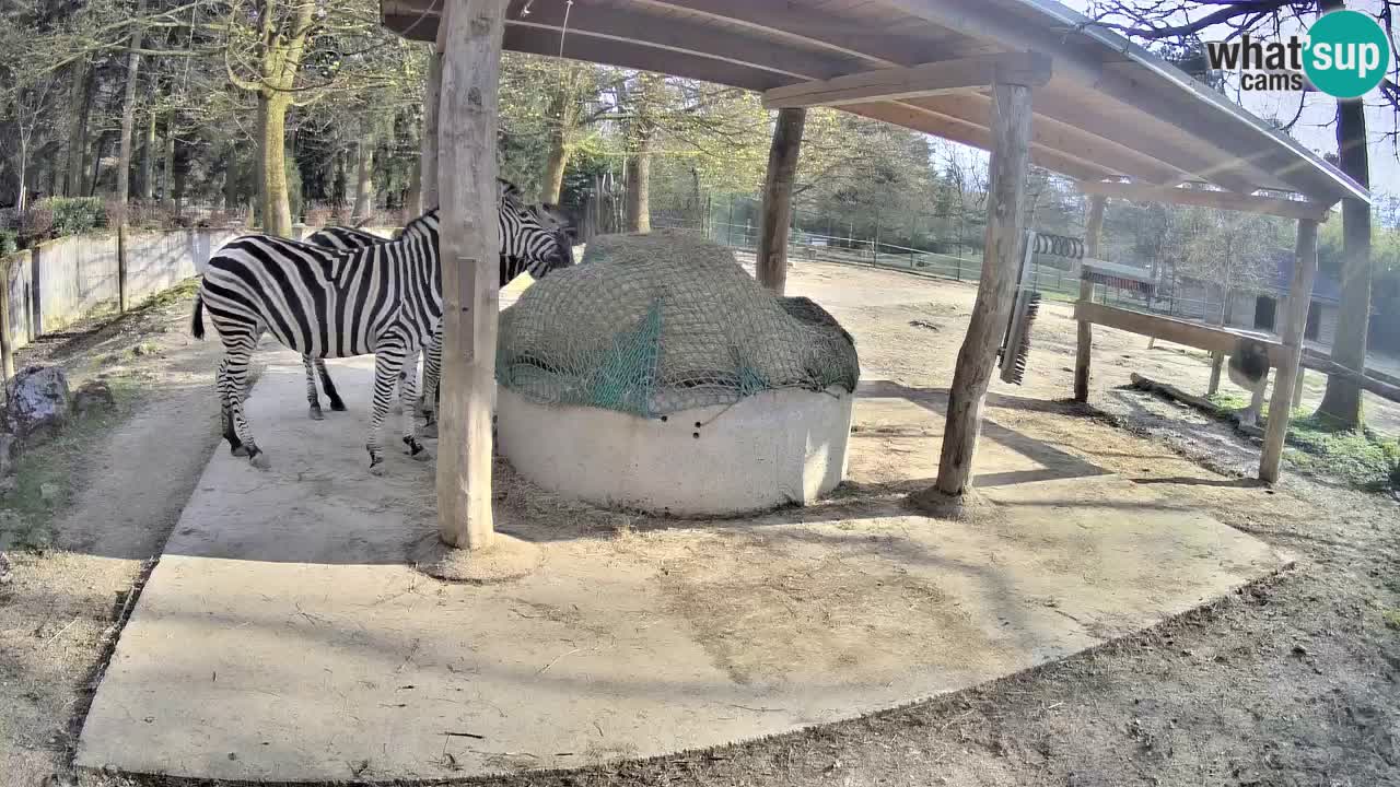 Camera en vivo Cebras in Ljubljana ZOO – Eslovenia