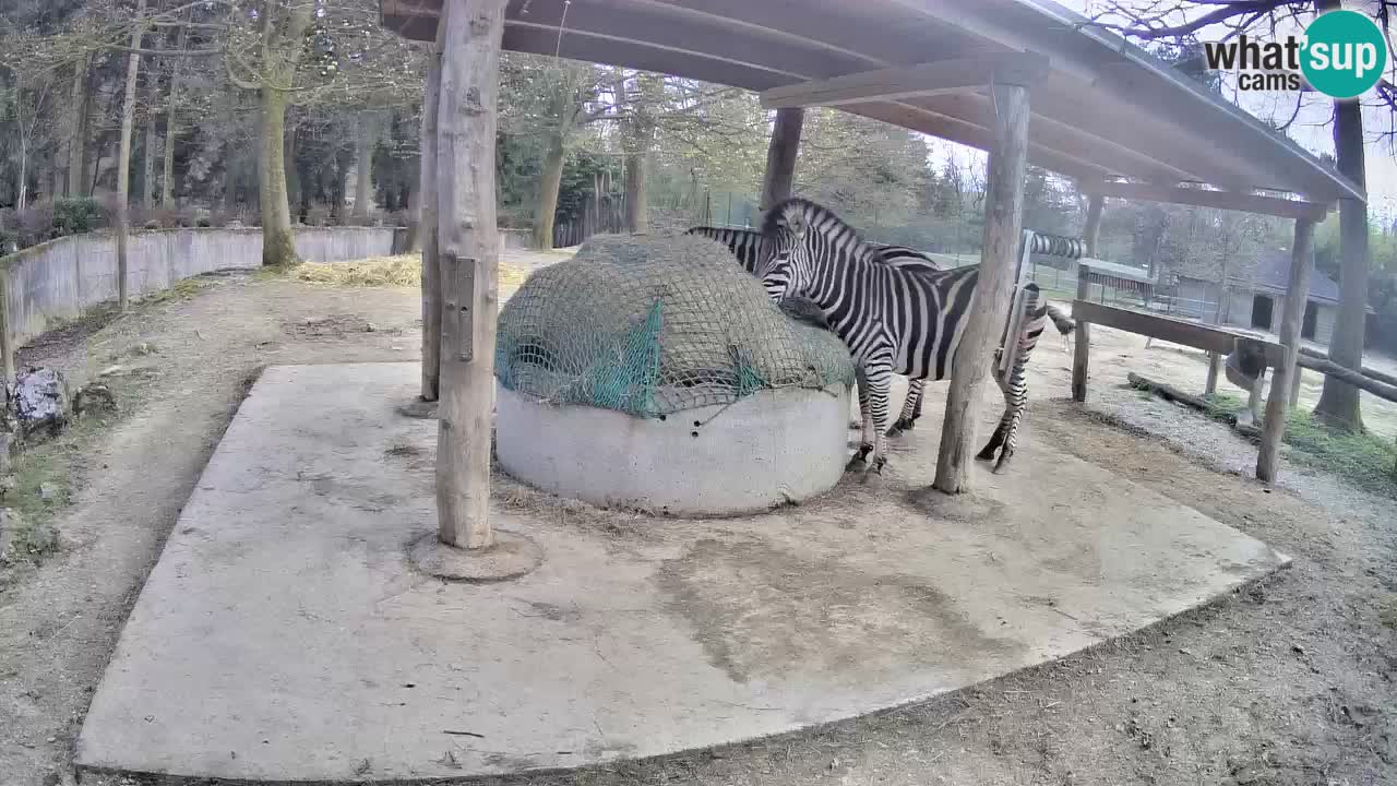 Live webcam Les zèbres in Ljubljana ZOO – Slovénie