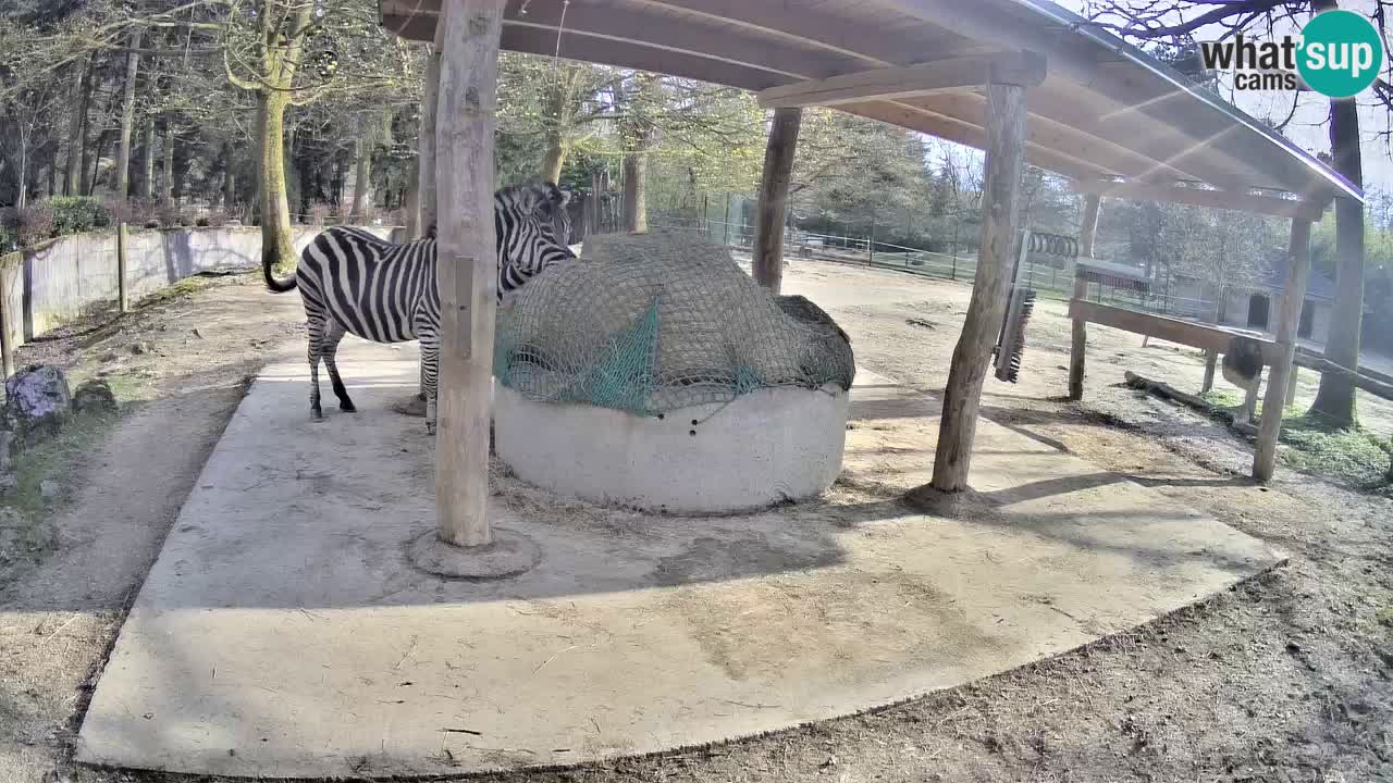 Web kamera uživo Zebras u ZOO Ljubljana – Slovenija