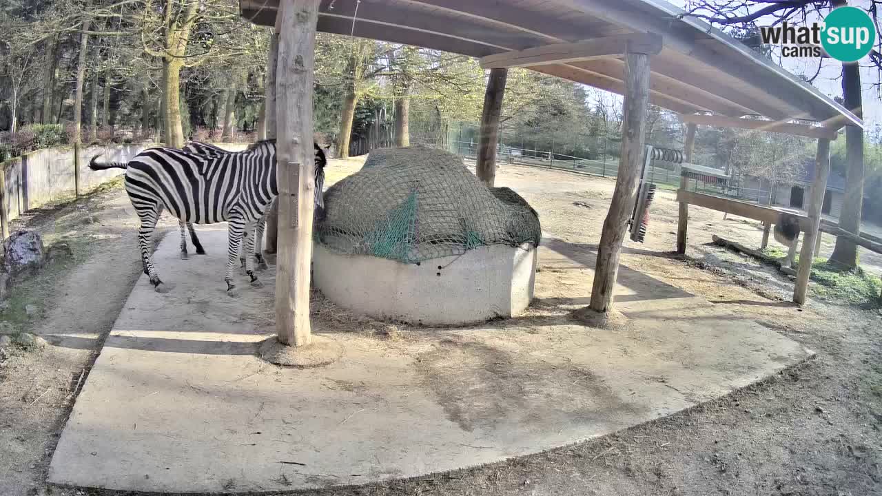 Web kamera uživo Zebras u ZOO Ljubljana – Slovenija