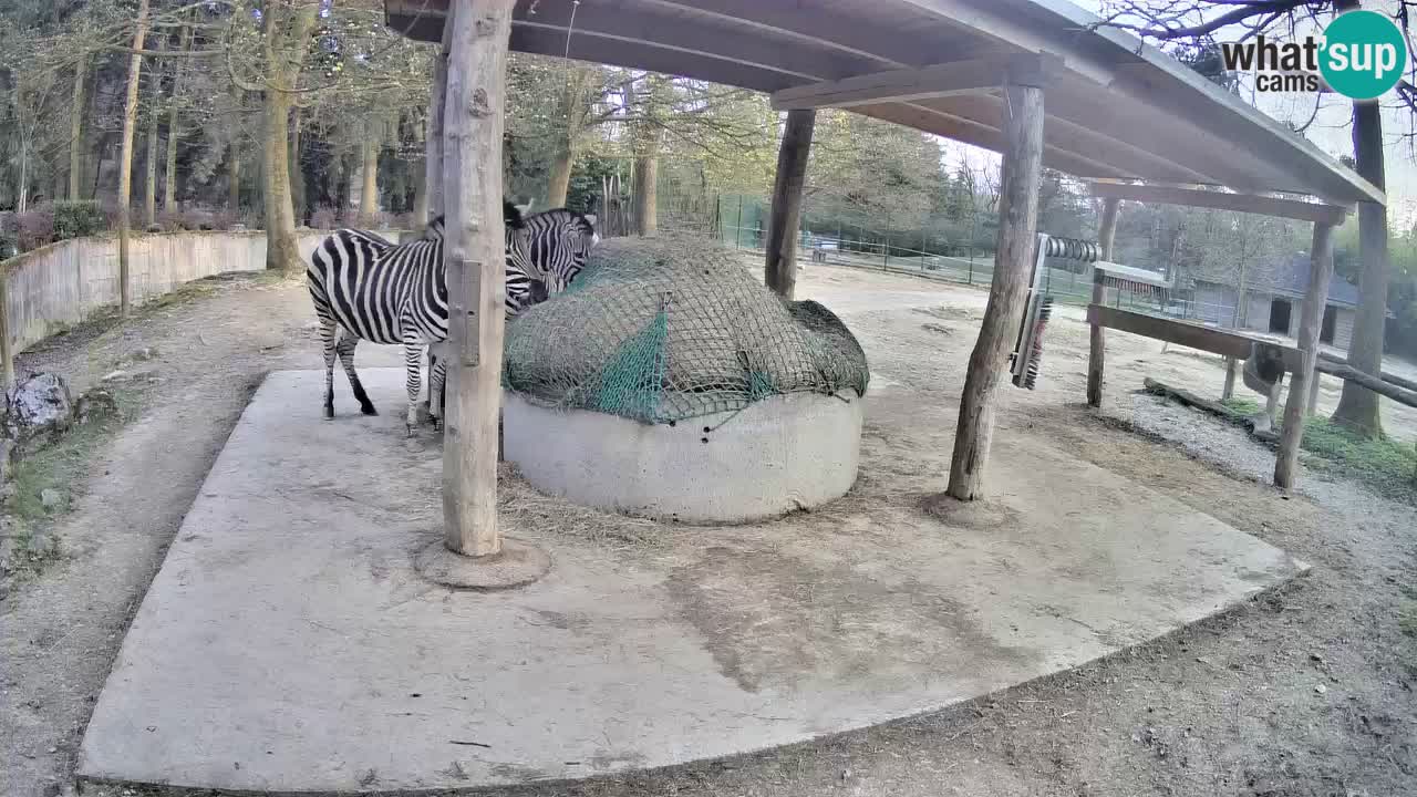 Web kamera uživo Zebras u ZOO Ljubljana – Slovenija