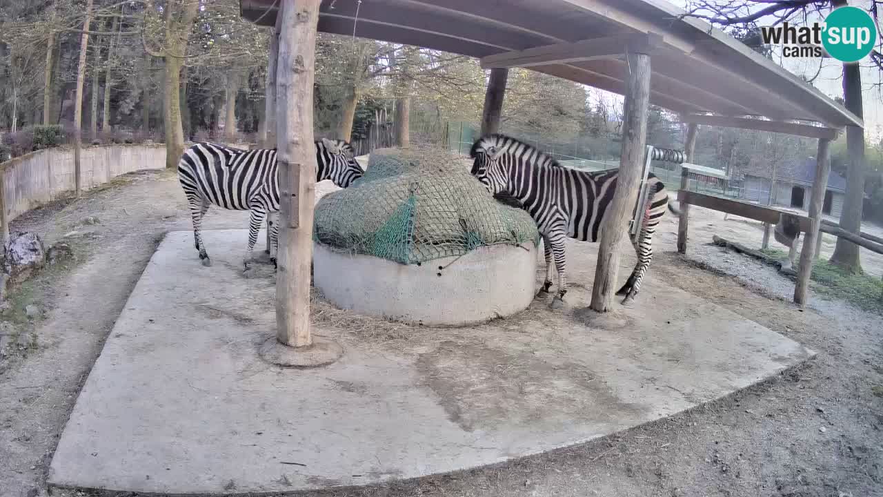 Le Zebre nello ZOO di Ljubljana – Slovenia Live webcam